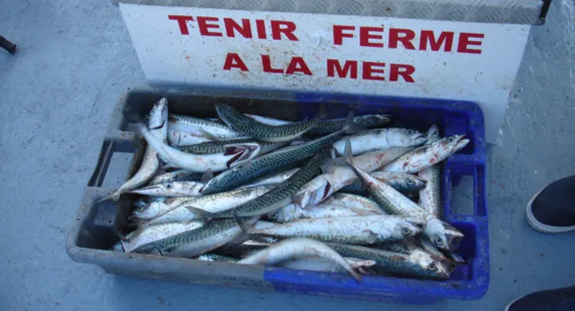 Caisse de poissons pêchés à bord